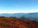 fall foliage