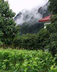 Laos Organic Farm