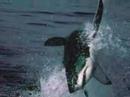 Great White Attack