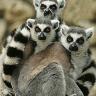 madagascar.jpg