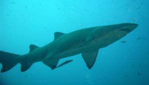shark.jpg