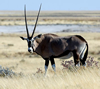 Etosha