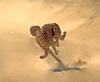 Kalahari