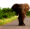 Kruger National Park
