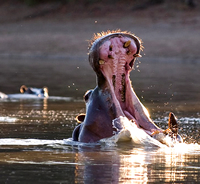 Mana Pools