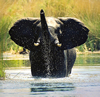 Okavango