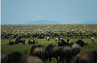 Serengeti