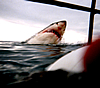 Shark Diving